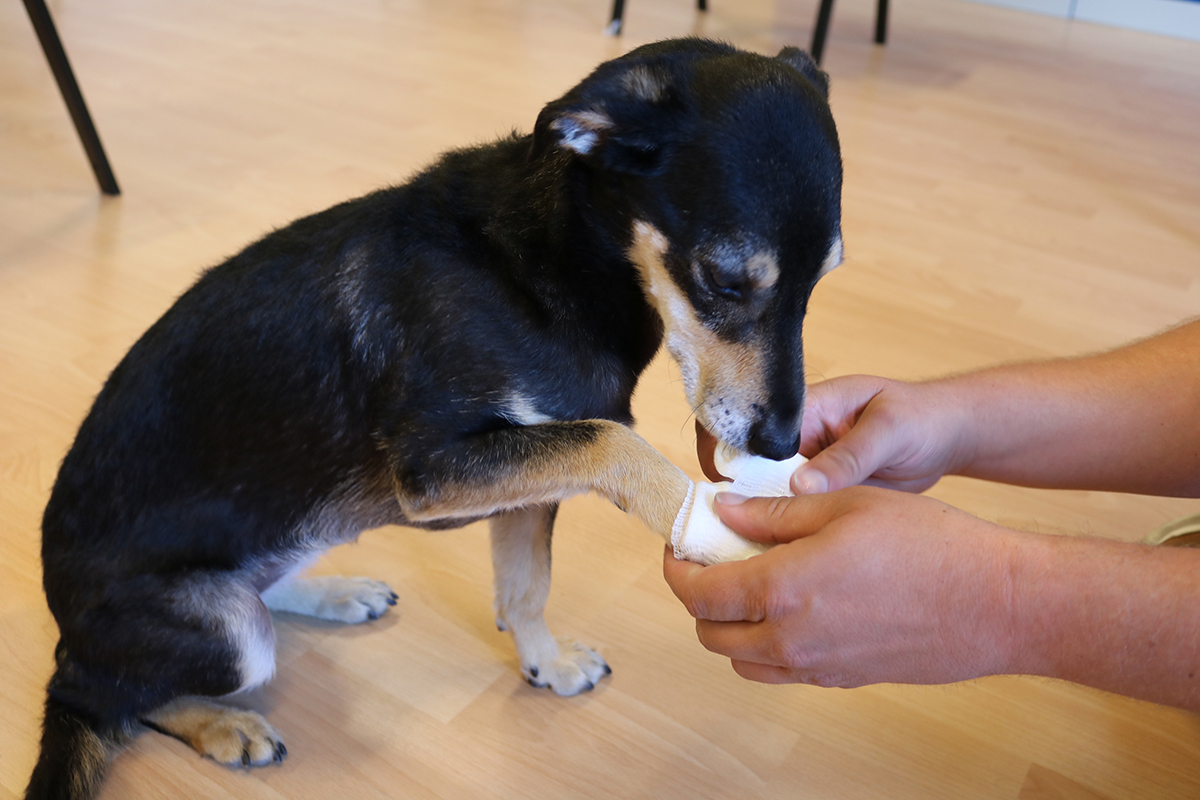 em verletzten Vierbeiner helfen: Erste Hilfe am Hund beim ASB-Kreisverband Göttingen-Land. 