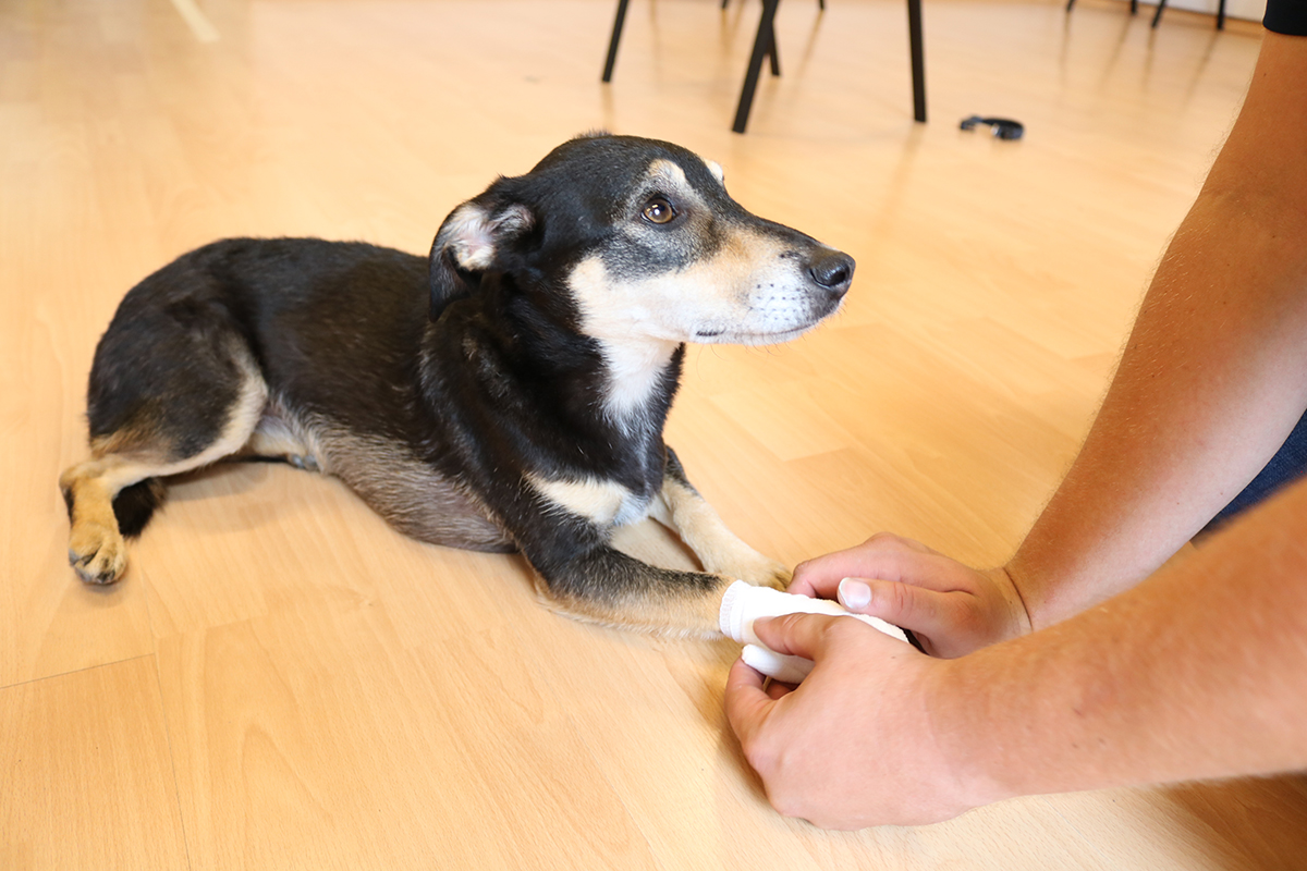 In Notsituationen richtig helfen: Der ASB-Kurs "Erste Hilfe am Hund" vermittelt die richtigen Handgriffe.
