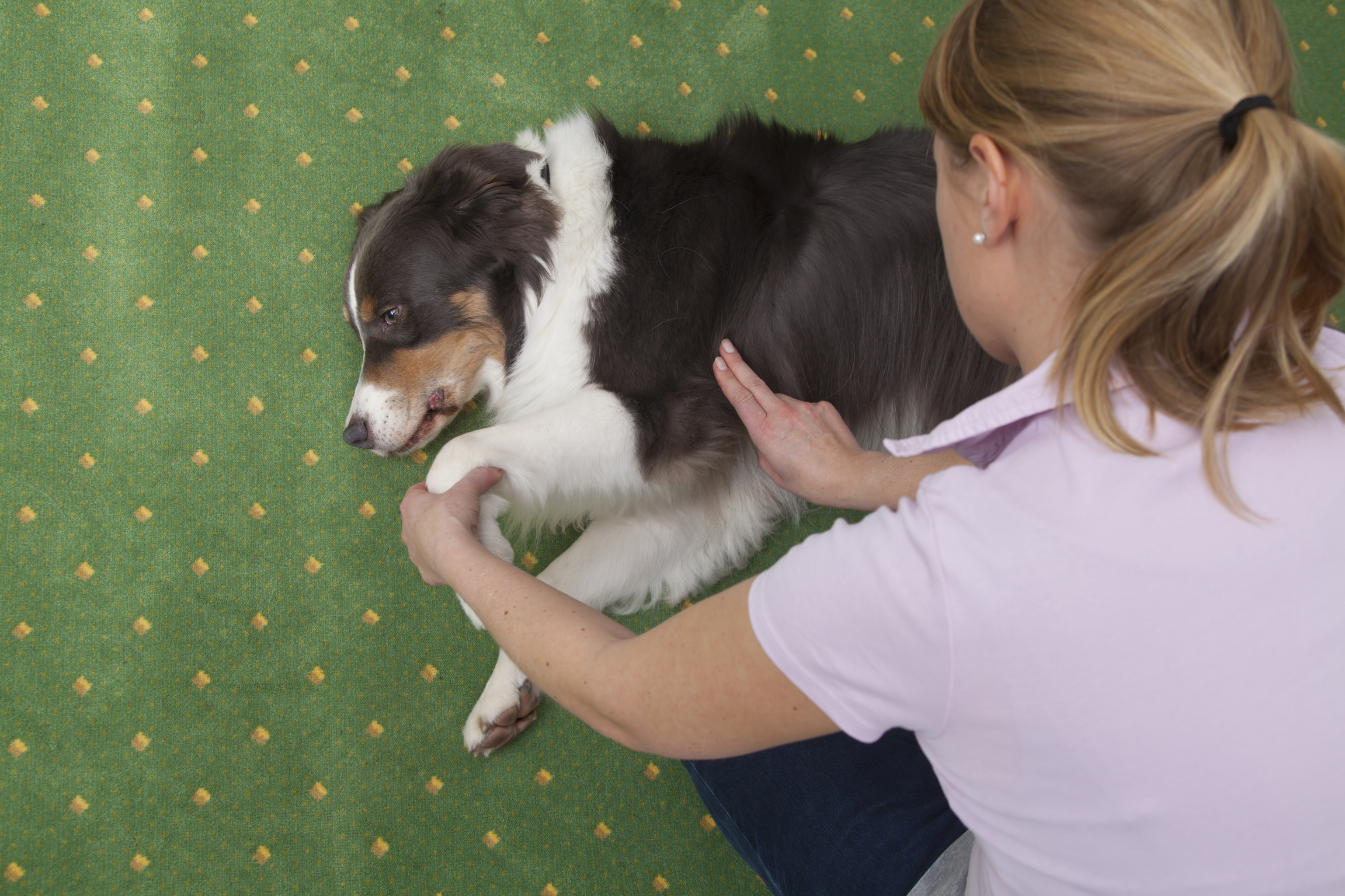 Erste Hilfe beim Hund